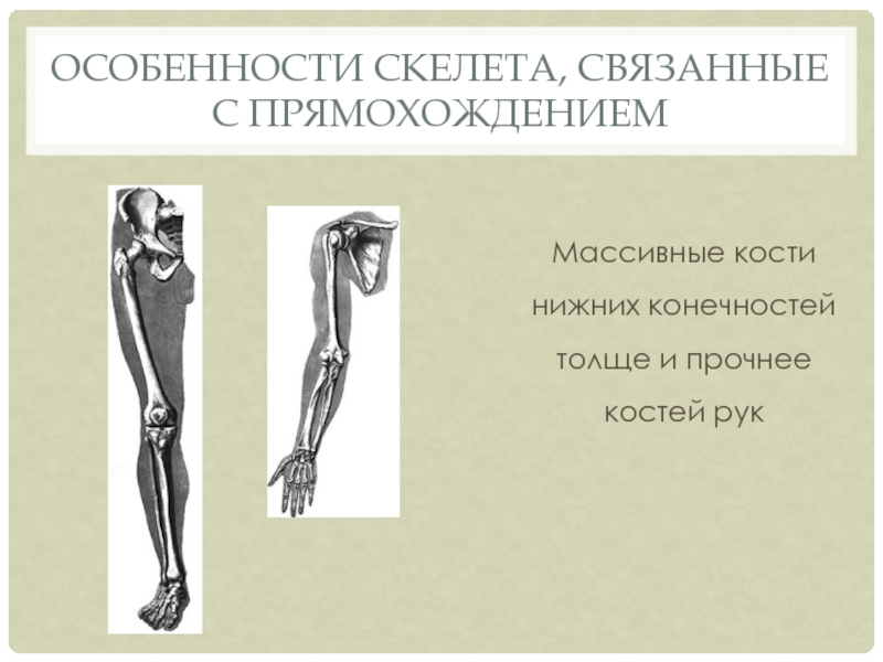 Массивные кости нижних конечностей толще и прочнее костей рукОсобенности скелета, связанные с прямохождением