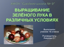 Презентация Выращивание зеленого лука в различных условиях
