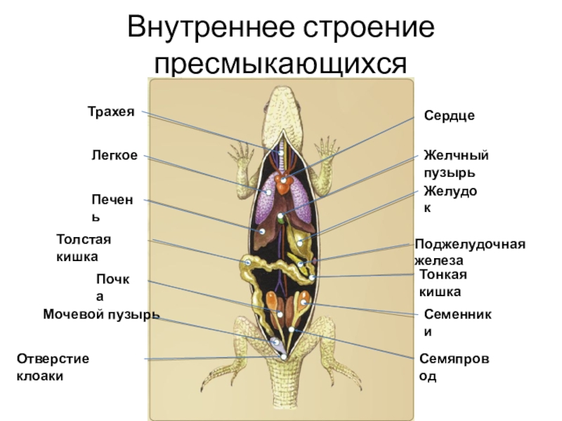Внутренние органы рептилий. Внутреннее строение пресмыкающихся. Класс пресмыкающиеся система органов. Внутреннее строение пресмыкающихся 7. Внутреннее строение пресмыкающихся 8 класс.