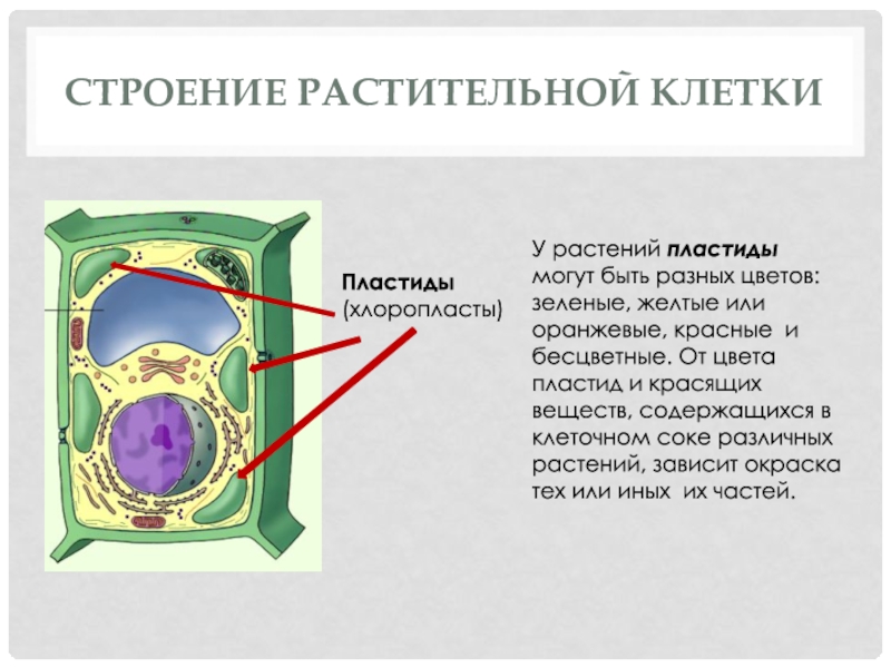 Презентация по теме строение клетки 5 класс