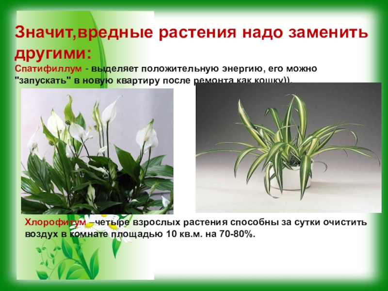 Спатифиллум в воде корни. Вредные растения. Влияние комнатных растений на человека. Проект о вредных растениях 2 класс.
