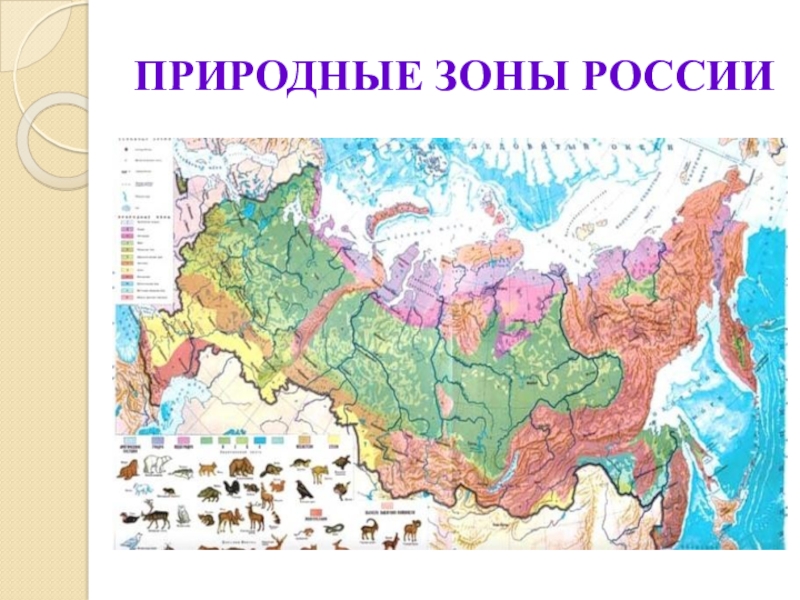 Карта природных зон россии. Название природных зон. Расположение природных зон. Природные зоны России картинки.