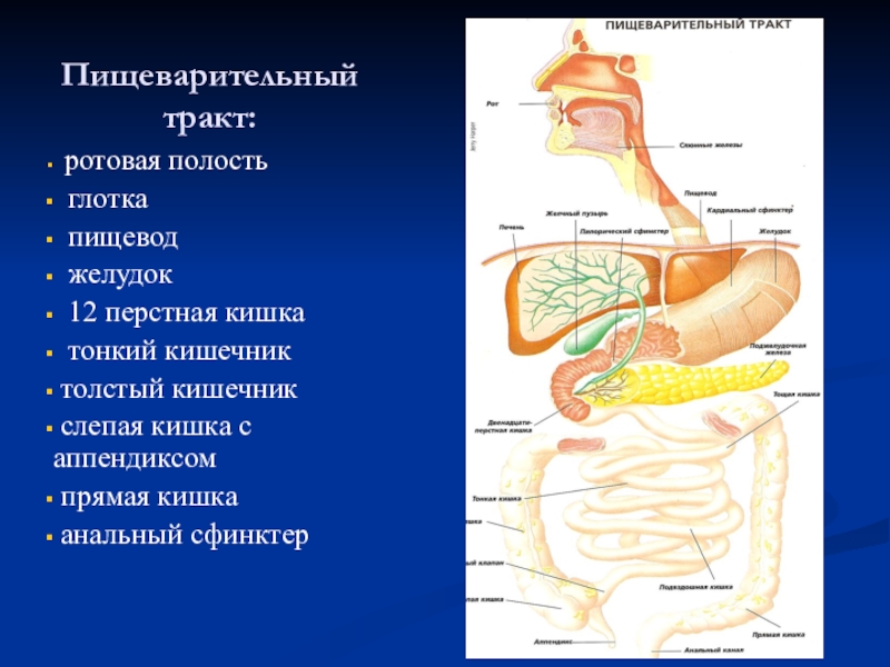 Б тракт. Пишевательный трактар. Схема пищеварительного тракта. Пищевори тельный тракт. Пищеварительный тракт человека.
