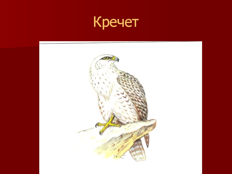 Красная книга калмыкии рисунок