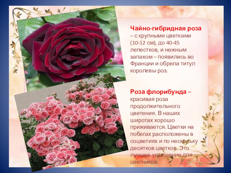 Как отличить розы. Розы чайно-гибридные и флорибунда отличия. Чайно-гибридные розы с крупными цветами.