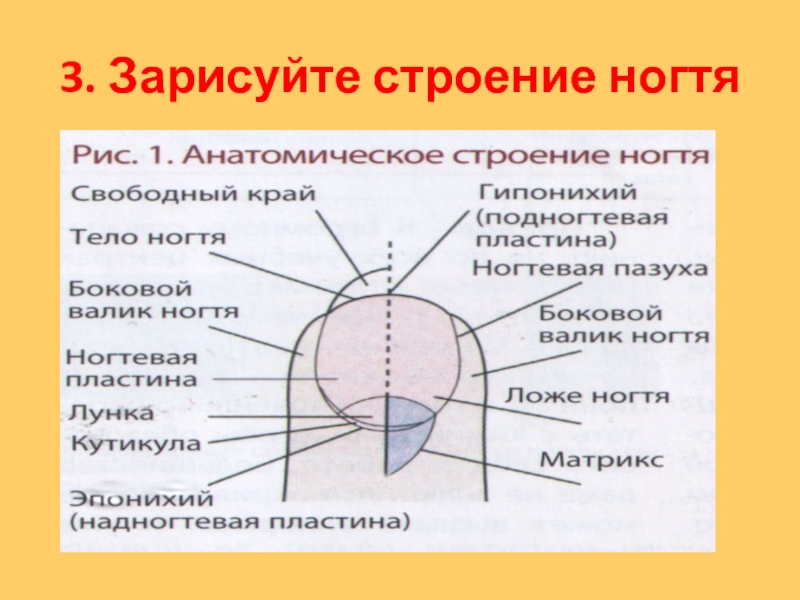 Зарисовать строение. Строение ногтевой пластины слои. Строение ногтевой пластины дорсальный слой. Строение ногтя анатомия. Строение ногтя по слоям.