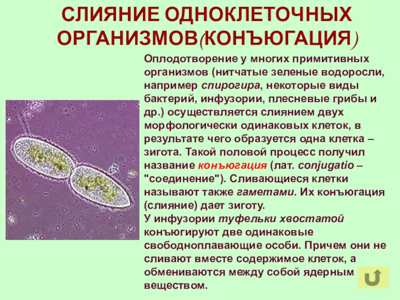 Какова роль одноклеточных и многоклеточных организмов. Примитивные одноклеточные организмы. Типы одноклеточных. Одноклеточные животные 5 класс. Сообщение про одноклеточных.