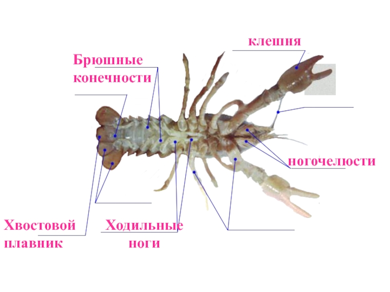 Креветки презентация 7 класс