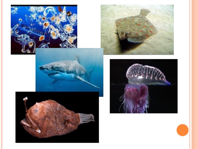 Жизнь в морях и океанах 5 класс. Морские обитатели биология 5 класс. Обитатели поверхности воды. Сообщество толщи воды обитатели. Обитатели мелководий.