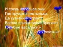 Презентация исследовательской работы Васильки в моём саду