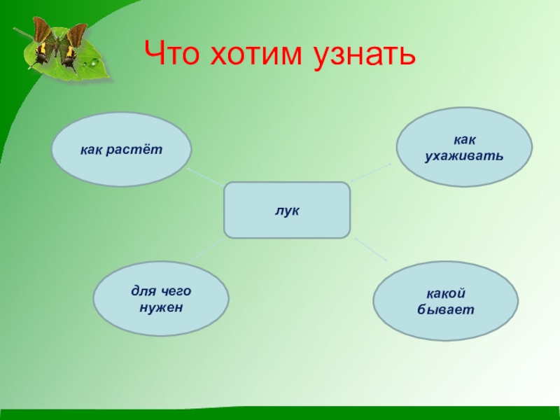 Проект едим. Что мы знаем о луке. Какие есть проекты. Лук это Живая природа. Проекты бывают картинки.