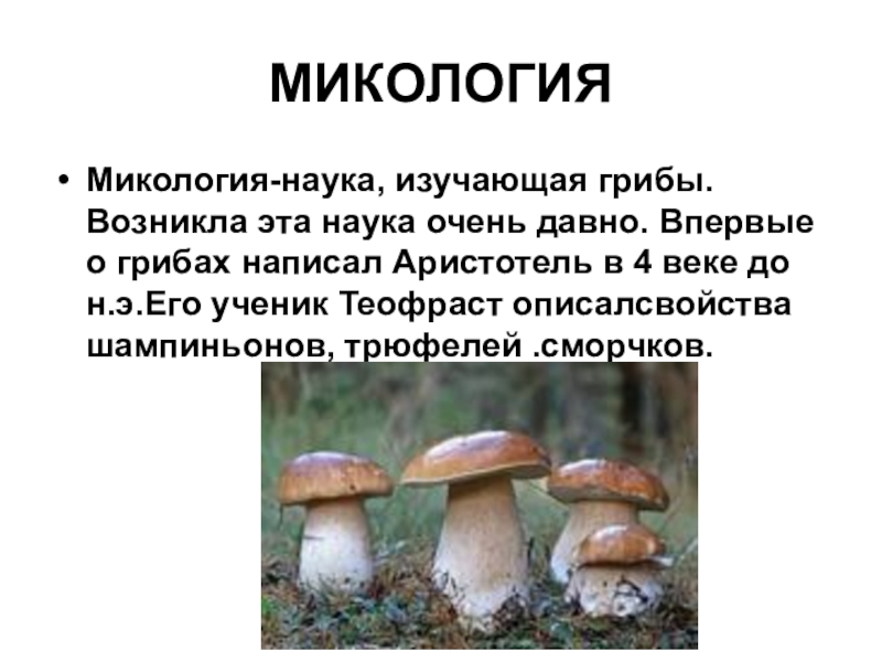 Наука которая изучает грибы. Микология это наука изучающая. Как называется наука о грибах в биологии. Наука микология предмет изучения. Микология наука о грибах.