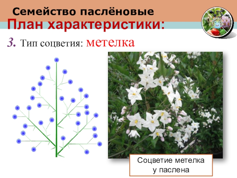 Семейство соцветие. Крестоцветные соцветие метелка. Соцветие пасленовых растений. Пасленовые формула цветка соцветие. Соцветие кисть Пасленовые.