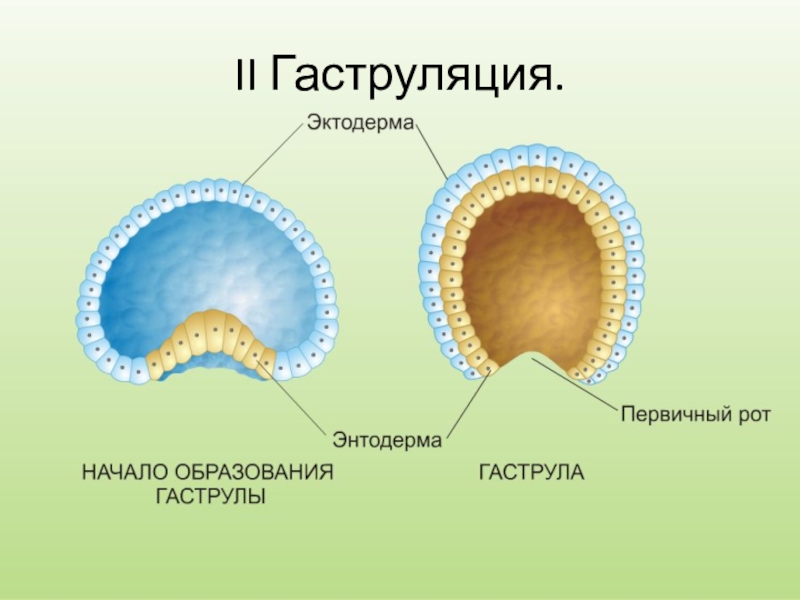 Гаструла картинка с подписями