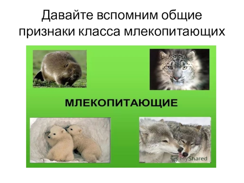 Отряд млекопитающих презентация по биологии. Отряды млекопитающих презентация 7 класс биология. Млекопитающие 7 класс. Отряды млекопитающих Инфоурок.