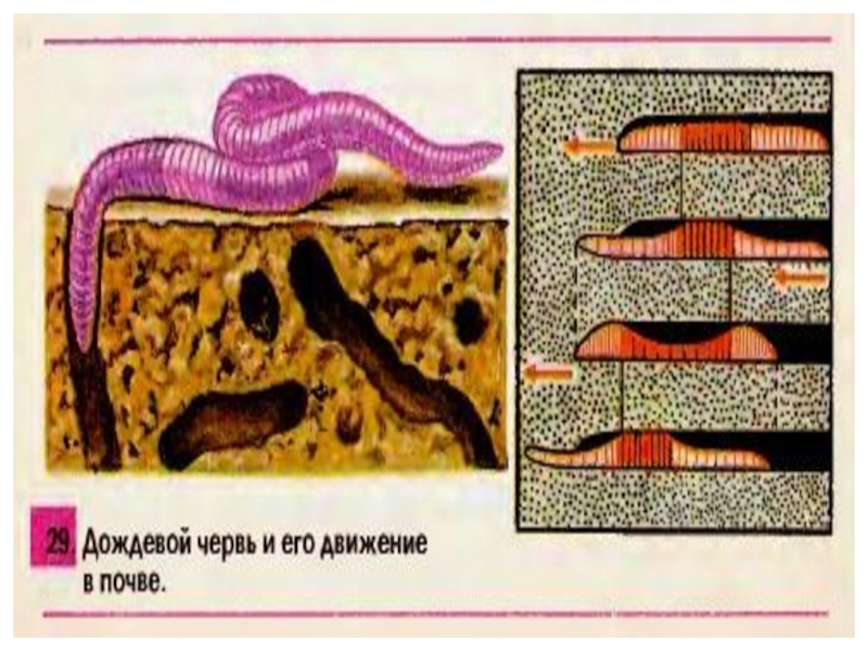 Рассмотрите рисунок и опишите особенности передвижения дождевого червя биология 6 класс