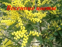 Презентация для дошкольников Весенние цветы