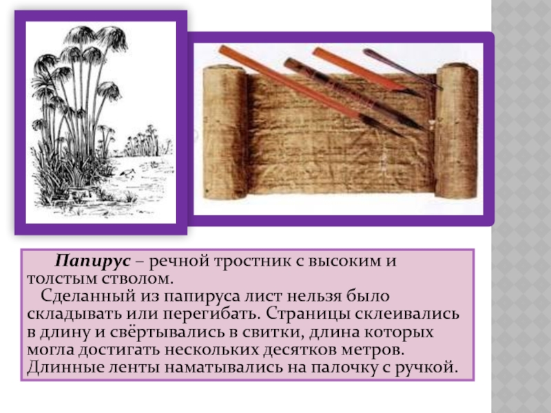    	Папирус – речной тростник с высоким и толстым стволом.  Сделанный из папируса лист нельзя было