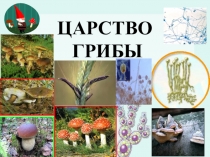 Презентация урока Плесени. Дрожжи, 6кл