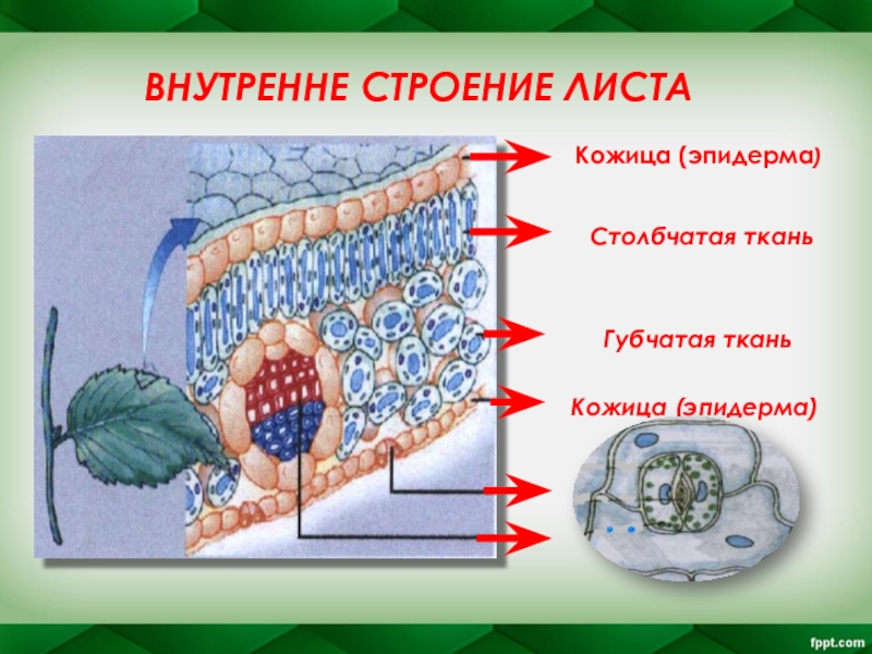 Строение ткани листа. Кожица столбчатая ткань губчатая ткань. Ткани листа. Строение листа ткани. Строение губчатой ткани листа.