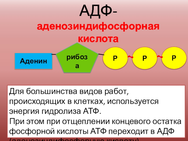 Клетка содержит атф. Строение молекулы АТФ. АТФ АДФ функции. АТФ аденозинтрифосфорная кислота.