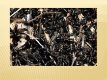 Презентация к НОД в старшей группе Насекомые осенью