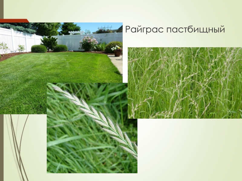 Фестулолиум трава для газона описание и фото