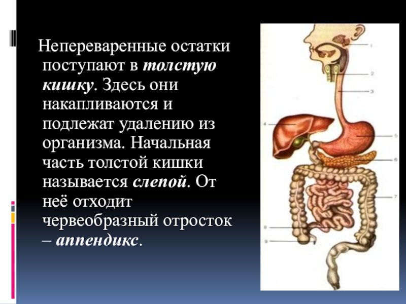 Непереваренные остатки пищи