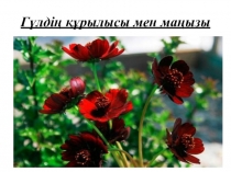 Презентация по биологию на тему гүлдің құрылысы