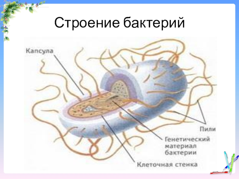 Строение бактерии 5 класс. Модель бактериальной клетки 5 класс биология рисунок. Строение бактериальной клетки макет. Модель бактериальной клетки 5 класс биология. Строение бактериальной клетки 5 класс биология.