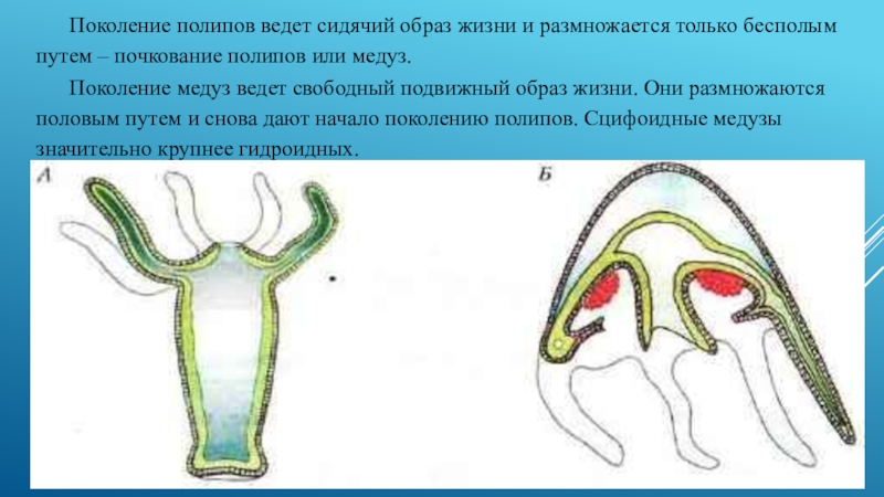 Подпишите обозначенные на рисунке части тела полипа и медузы