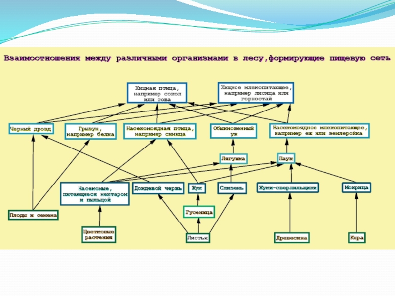 Взаимосвязи организмов и окружающей среды проект