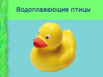Презентация Водоплавающие птицы для детей раннего возраста