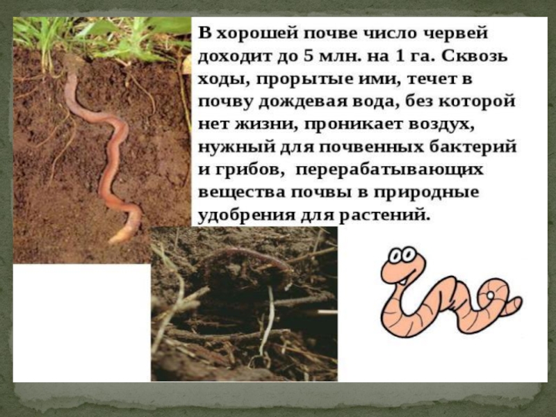 Сообщение о червях. Животные обитающие в почве. Животное обитающее в почве.