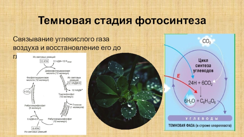 Темновые процессы фотосинтеза. Роль углекислого газа в фотосинтезе. Биосинтез углеводов фотосинтез реакции. Биосинтез углеводов фотосинтез 9 класс. Фотосинтез красивые картинки.