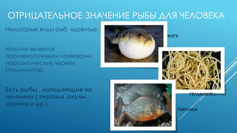 Какое значение имеют рыбы. Рыбы в жизни человека. Рыбы в природе и жизни человека. Значение рыб в жизни человека. Отрицательное значение рыб для человека.