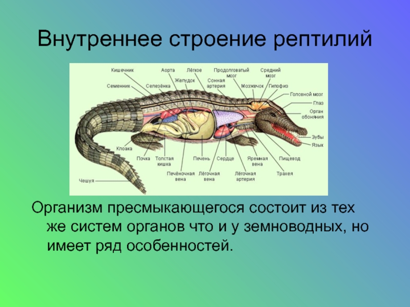 Презентация по биологии на тему строение тему