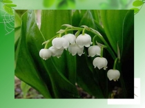 Презентация по окружающему миру на тему Ландыш