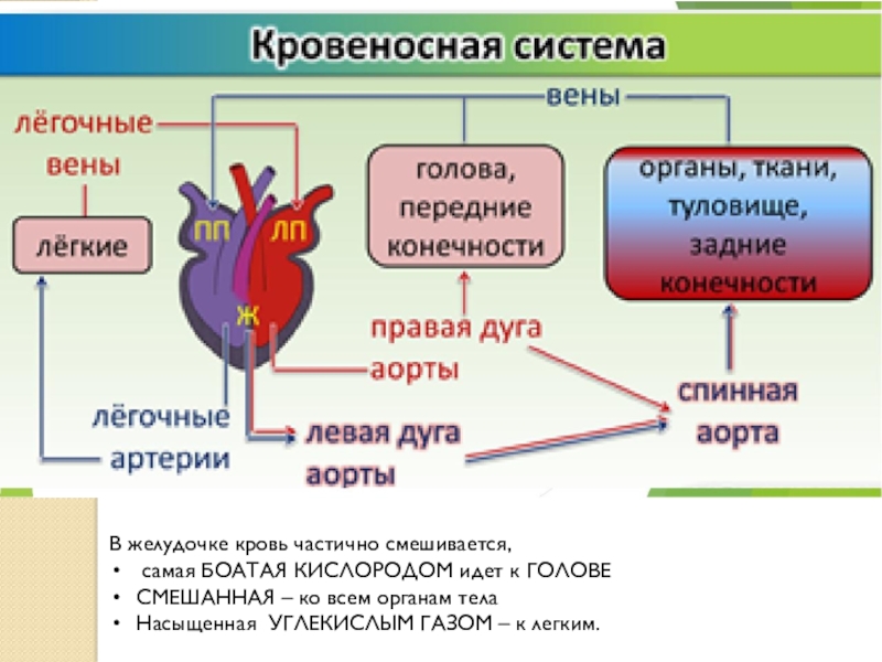 Кровообращение рептилий схема