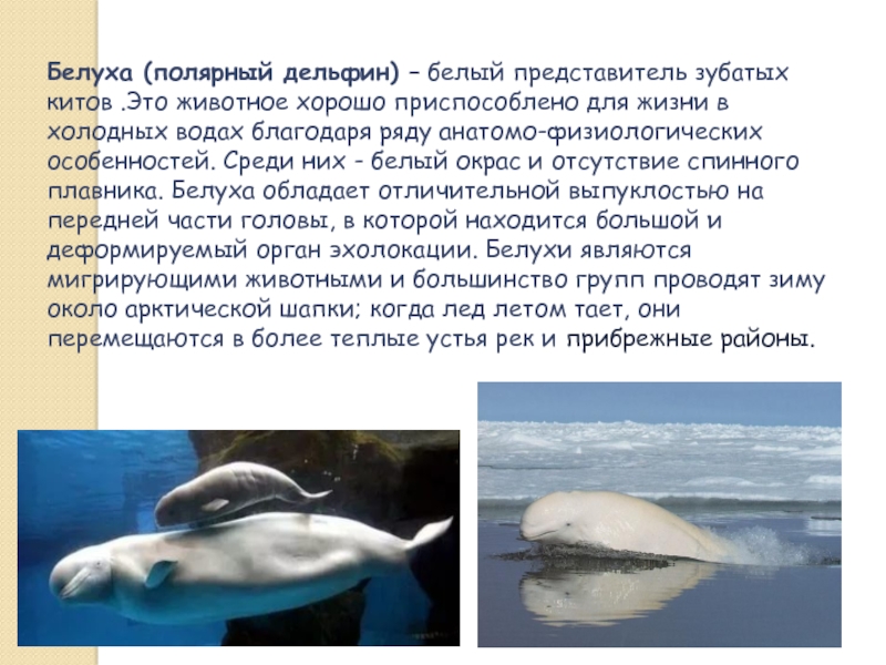 Белуха (полярный дельфин) – белый представитель зубатых китов .Это животное хорошо приспособлено для жизни в холодных водах