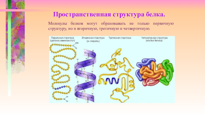 Строение белков презентация