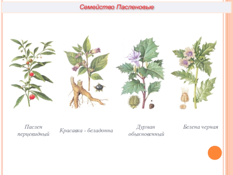 Листья простые или сложные семейства пасленовые. Листья пасленовых растений. Семейство Пасленовые листья. Пасленовые дурман и белена. Семейство Пасленовые строение листьев.