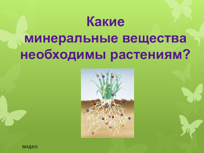 Презентация растения и человек. Какие Минеральные вещества необходимы растениям.