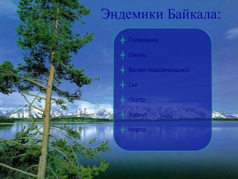 Эндемики Байкала:ГоломянкаОмульБычки-подкаменщикиСигОсетрХариусНерпа