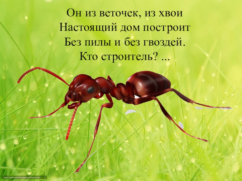 Презентация кто такие насекомые. Кто такие насекомые 1 класс. Насекомое кто они такие тема. Кто такой косикосиножка. Кто такой Жумжук.