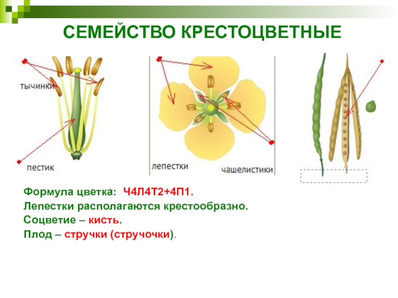 СЕМЕЙСТВО КРЕСТОЦВЕТНЫЕФормула цветка: Ч4Л4Т2+4П1.Лепестки располагаются крестообразно.Соцветие – кисть.Плод – стручки (стручочки)..