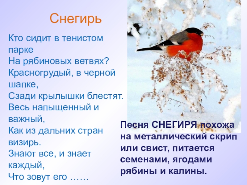 Песня снегири для детей. Стих про снегиря. Стихотворение про снегиря. Стих про снегиря для детей. Стихотворение снеги.