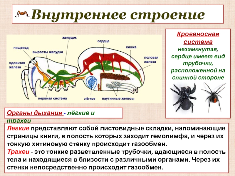 Членистоногие паукообразные