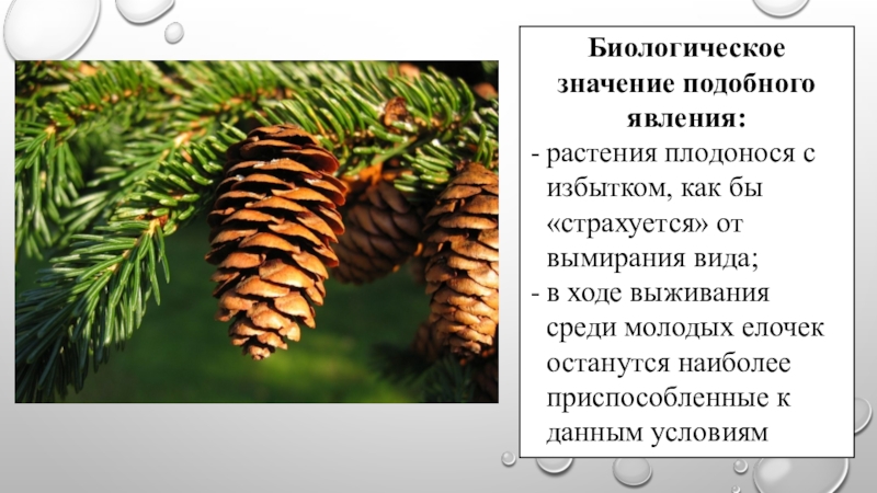 Что означает подобный. Плодоношение растений это какое явление.