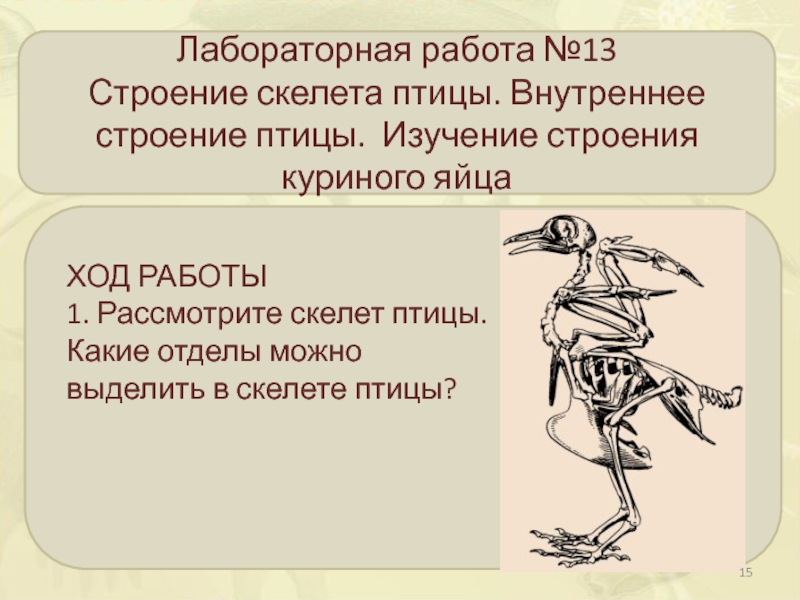 Строение скелета птицы лабораторная. Скелет птицы. Лабораторная работа скелет птицы. Лабораторная работа строение скелета птицы.